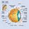 Eye System Diagram