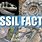 Facts About Fossils