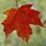 Fall Maple Leaf Image