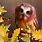 Fall Owls Cute
