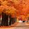 Fall Trees in the United States