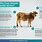 Farm Animal Diseases