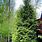 Fast Growing Privacy Evergreen Trees
