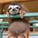 Fat Baby Sloth