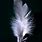 Feather Pic
