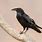 Female Common Raven