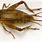 Female Cricket Bug
