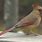 Female Northern Cardinal Bird