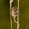 Field Mouse Tail