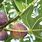 Fig Tree Pics