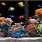 Fish Aquarium Desktop