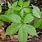 Five Leaf Poison Oak
