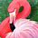 Flamingo Pink Paint