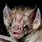 Flat Nosed Bat