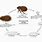 Flea Life Cycle Diagram