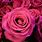 Flores Color Rosa