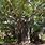 Florida Ficus Tree