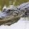 Florida State Reptile