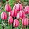 Flower Tulip Bulbs