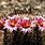 Flowering Cactus Types