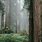 Foggy Redwood Forest