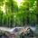 Forest Background Photoshop