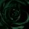 Forest Green Roses Asthetic