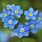 Forget Me Not Flower Colors