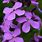 Four Petal Purple Flower