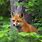 Fox Animal Wallpaper