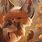Fox Art Cute Wallpaper