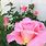 Fragrant Pink Hybrid Tea Roses