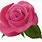 Free Clip Art Pink Roses