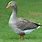 French Toulouse Goose