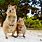 Friendly Quokka