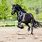 Friesian Black Horse Jumping