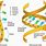 From DNA to RNA