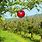 Fruit Orchard Design