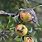 Fruit Tree Pests and Diseases