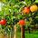 Fruit Trees Nursery