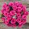 Fuchsia Rose Color