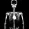 Full Skeleton X-ray