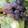 Fungus On Grapes