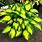 Funkia Hosta