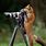 Funny Animals with Cameras