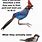 Funny Bird Memes Clean