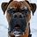 Funny Boxer Dog Face