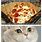 Funny Cat Food Memes