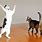Funny Cat Happy Dance