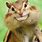 Funny Chipmunk